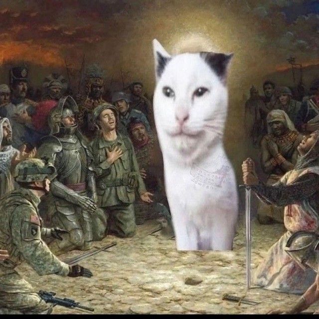 Holy gato